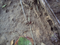Steatoda ancorata