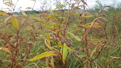 Persicaria lapathifolia lapathifolia