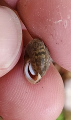 Euchemotrema