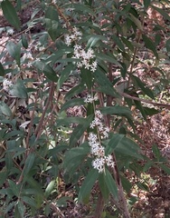 Nematolepis squamea squamea