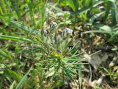 Myosotis ramosissima