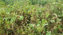 Xanthium strumarium canadense