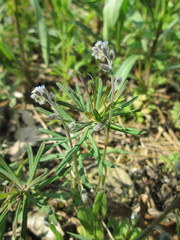Myosotis ramosissima
