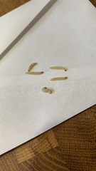 Lepidoptera