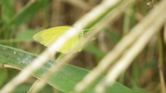 Eurema mandarina