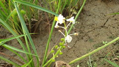 Sagittaria trifolia