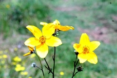 Bidens serrulata
