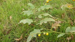 Solanum carolinense