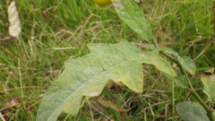 Solanum carolinense