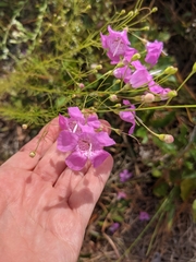 Agalinis filifolia