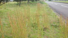 Andropogon virginicus