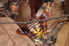 Dysphania glaucescens