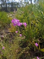 Agalinis filifolia