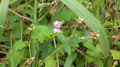 Persicaria senticosa