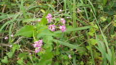 Persicaria senticosa