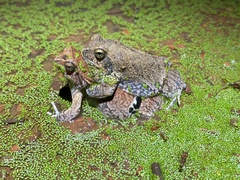 Physalaemus nattereri