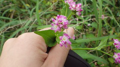 Persicaria senticosa