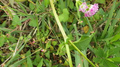 Persicaria senticosa