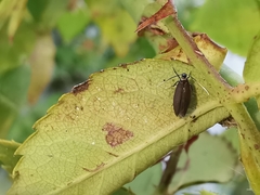 Monochroa tenebrella