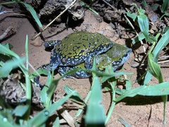 Dermatonotus muelleri