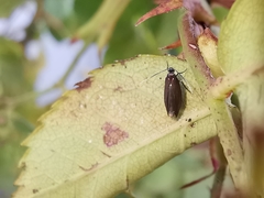 Monochroa tenebrella