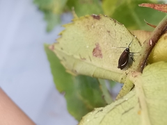 Monochroa tenebrella