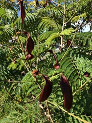 Peltophorum