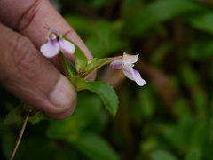 Impatiens oppositifolia