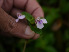 Impatiens oppositifolia