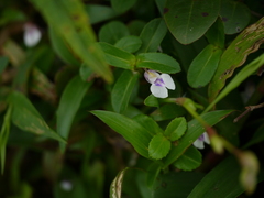 Impatiens oppositifolia
