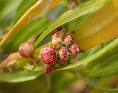 Dodonaea viscosa viscosa