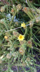 Cullumia setosa
