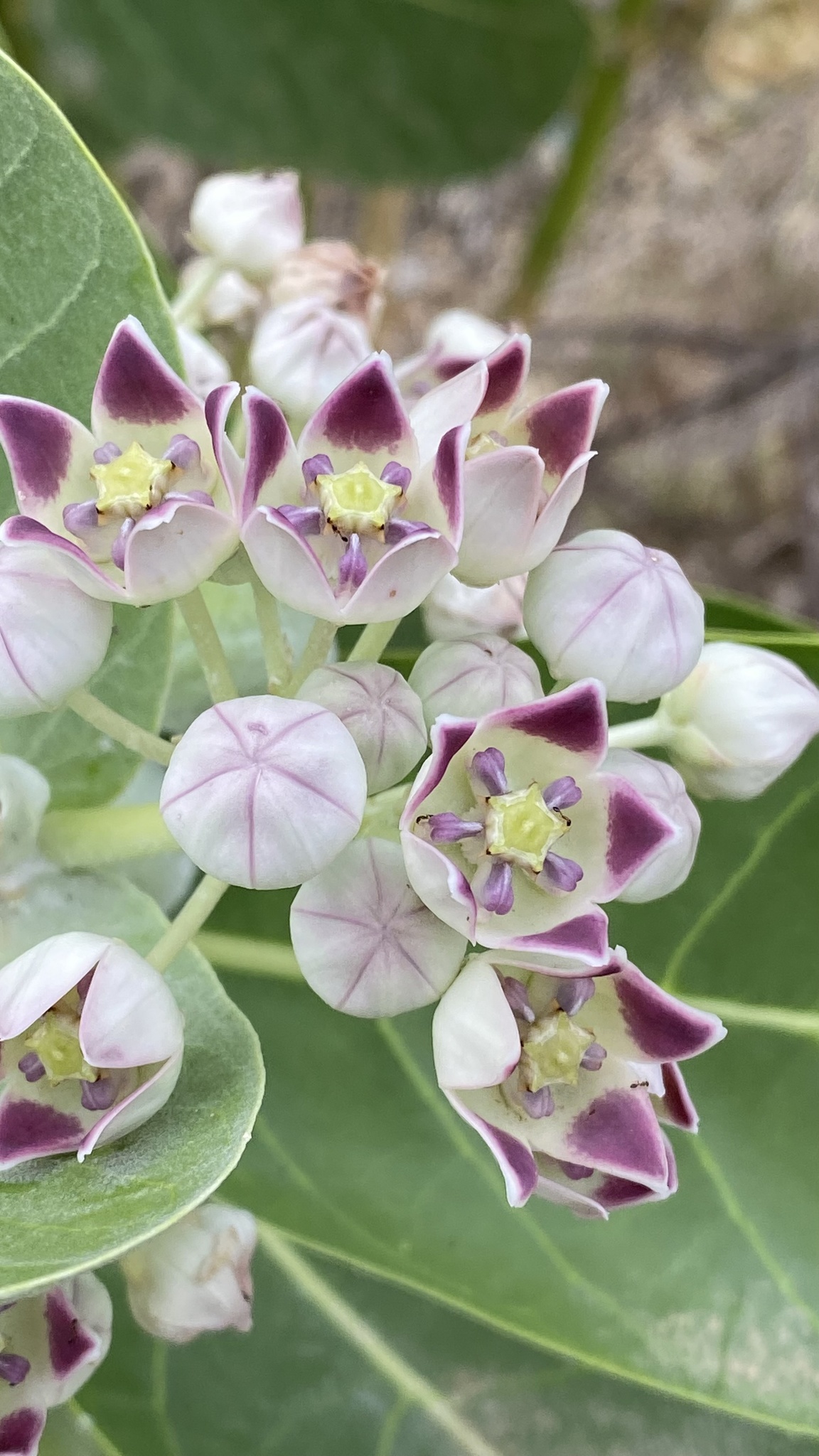 Calotropis procera