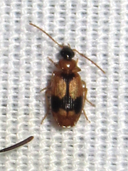 Lebia