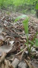 Arisaema amurense