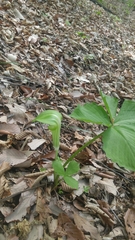 Arisaema amurense
