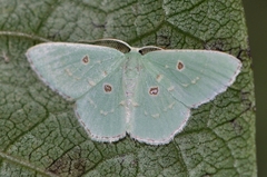 Comostola subtiliaria