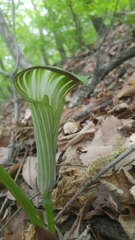 Arisaema serratum
