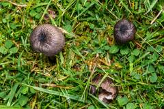 Entoloma poliopus