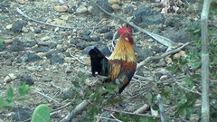 Gallus gallus domesticus