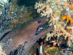 Cleaner Wrasse