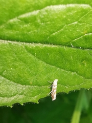 Phyllonorycter kuhlweiniella