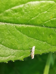 Phyllonorycter kuhlweiniella