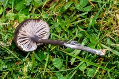 Entoloma poliopus