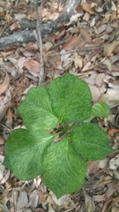 Arisaema serratum