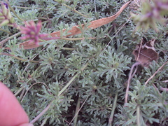Glandularia tenera