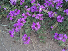 Glandularia tenera