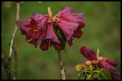 Rhododendron thomsonii