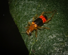 Hydnocerinae