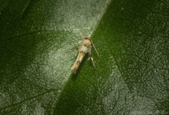 Stathmopoda tritophaea